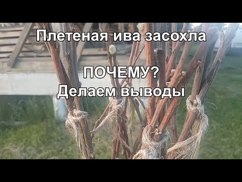 Видео: Плетеное дерево из ивы: почему не прижилось? Когда сажать? Как ухаживать?