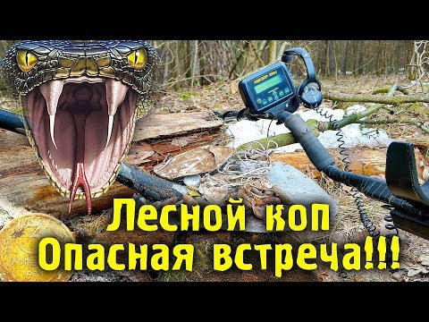 Видео: Лесной коп монет. Шокирующая встреча на копе! Шмурдопад. Коп монет февраль. Квазар АРМ