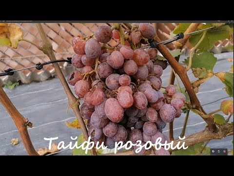 Видео: Тайфи розовый в Беларуси🍇