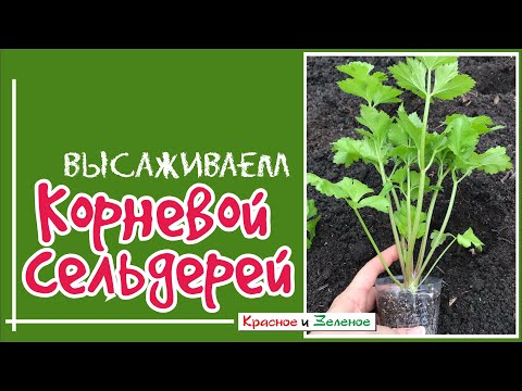 Видео: Посадка корневого сельдерея