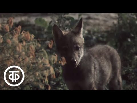 Видео: В объективе - животные. Волчата (1984)