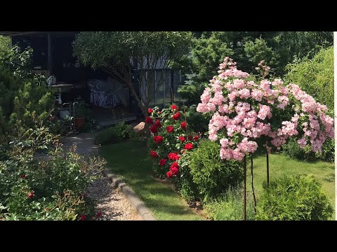 Видео: Обрезка роз.🌹✂️ШТАМБОВЫЕ  и ПОЧВОПОКРОВНЫЕ.