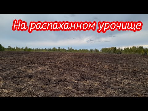 Видео: Коп монет на распаханом урочище.