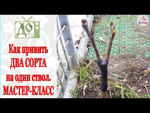 Видео: Как привить ДВА СОРТА на ОДИН СТВОЛ. ПРИВИВКА плодовых деревьев. Мастер-класс