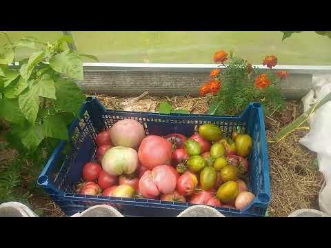 Видео: 24 августа 2023г. последний обзор томатов в теплице этого года