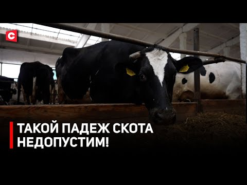 Видео: Следили СПУСТЯ РУКАВА! Кто виноват в падеже скота? | Рейд прокуратуры
