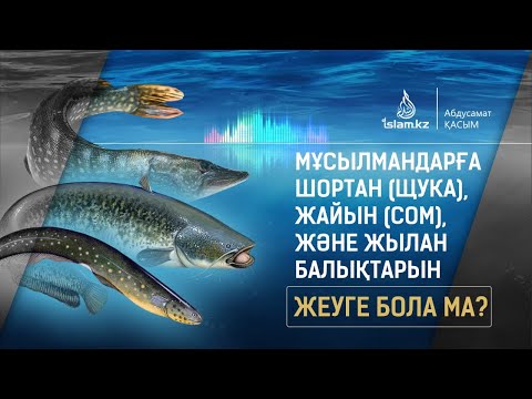 Видео: Шортан (щука), жайын (сом) және жылан балықтарын жеуге бола ма? / Абдусамат Қасым