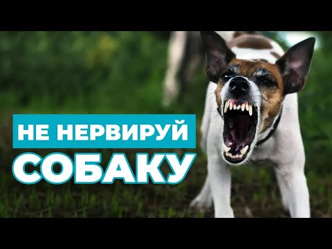Видео: ВСЁ О ПРАВИЛЬНОМ ПОВЕДЕНИИ ХОЗЯИНА С СОБАКОЙ. Что нужно знать, чтобы не злить собак | ЛавГав