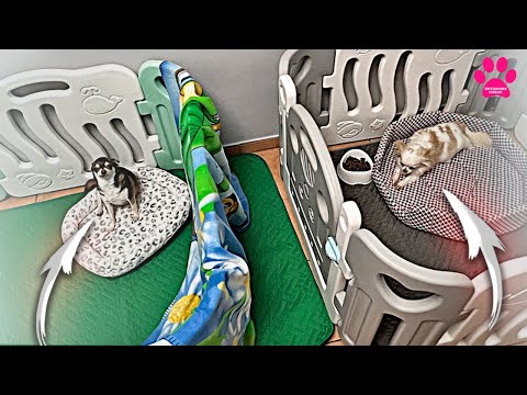 Видео: Сразу две беременные чихуахуа! Кто родит первой?