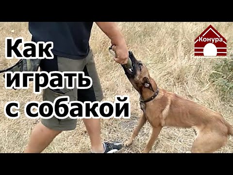 Видео: 211. Играем с Тави, как научить собаку приносить игрушку, как научить отдавать игрушку