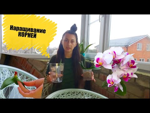 Видео: Наращивание КОРНЕЙ у ОРХИДЕИ с НУЛЯ 😱 Сажаю орхидею без КОРНЕЙ 2 варианта посадки