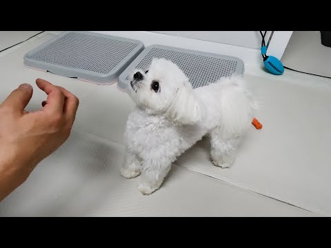 Видео: Щенок, который не узнает хозяина, который пришел домой