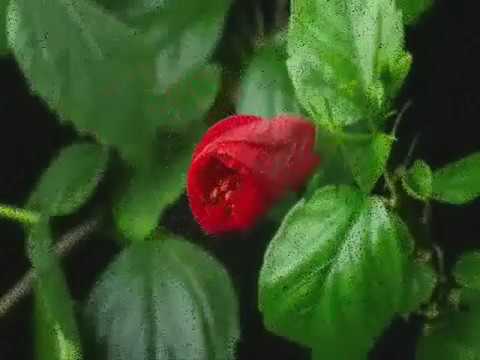 Видео: АЛБАНСКОЕ ТАНГО. Песня 60х.авт.Ю.Терещенко Исполнитель Валентина Сергеева. .avi