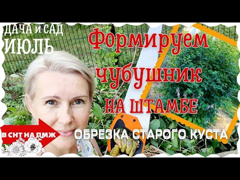 Видео: ОТЧУБУШИЛИ ЧУБУШНИК! | ОБРЕЗКА ЧУБУШНИКА (ЖАСМИНА) ИЗ КУСТА В ДЕРЕВО