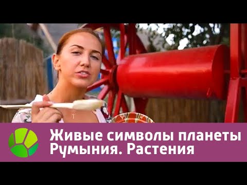Видео: Румыния. Растения | Живые символы планеты | Живая Планета