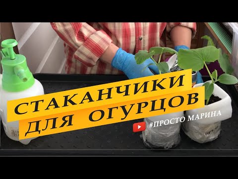 Видео: Теплые стаканчики для рассады огурцов. Посев семян.