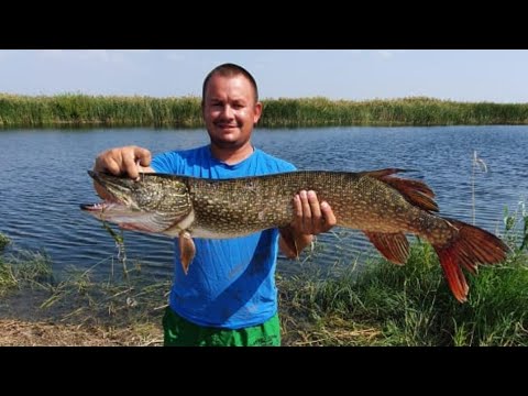 Видео: Такой щуки я ещё не ловил.