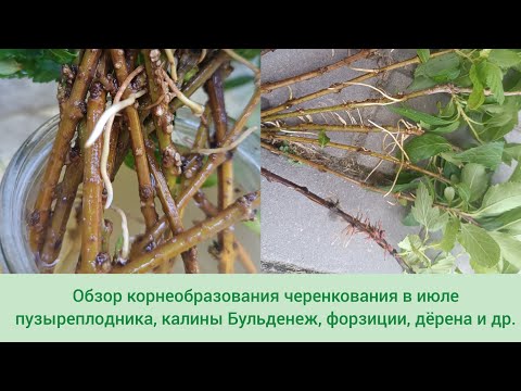 Видео: Обзор черенкования в июле пузыреплодника, калины Бульденеж, форзиции, дёрена и др.