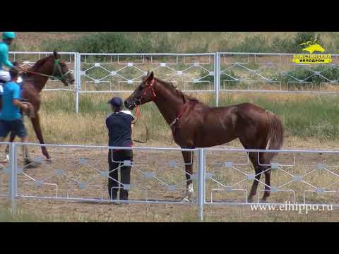 Видео: Приз «Элиты» 04.07.2021г