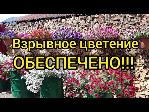 Видео: Петуния-огромные шары!!!//Простые секреты!😍