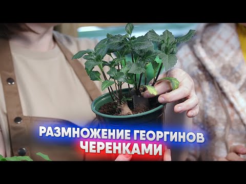 Видео: Размножение георгинов черенками