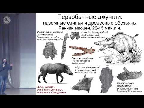 Видео: Станислав Дробышевский. Кошки, гиены, свиньи, павианы, ЛЮДИ: связь через века (Тольятти, 13.02.2021)