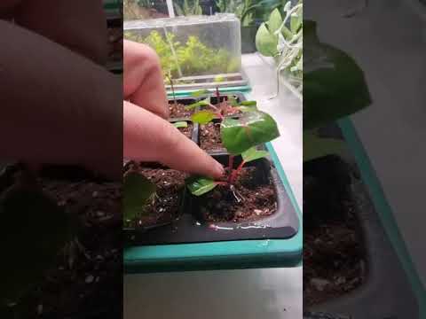 Видео: Давайте посмотрим какие результаты укоренения бегонии, фуксии, бакопы, эустомы, дихондры