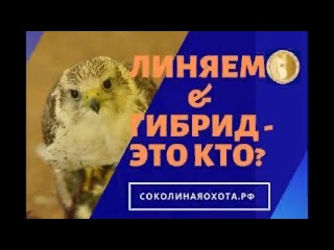 Видео: 16 05 20 Прямой эфир. Ястреб Амба, сокол Ветер. Линька и гибриды