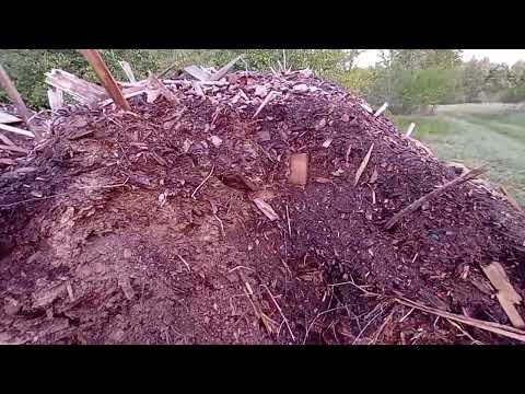 Видео: Закладка ряда голубики, второй этап. Субстрат для посадки голубики и где его взять.