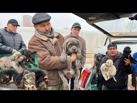 Видео: ФАРГОНА  БЕШБОЛА ИТ БОЗОРИ НАРХЛАРИ Ферганский собачий рынок