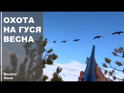 Видео: Охота на гуся