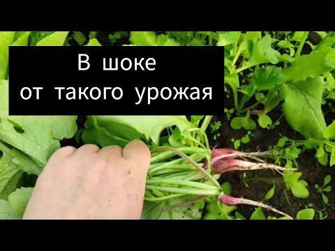 Видео: Редиска в теплице Редис Селеста f1 и другие сорта мои впечатления