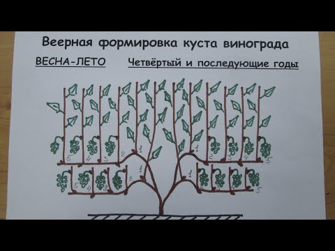 Видео: Схема веерного формирования винограда