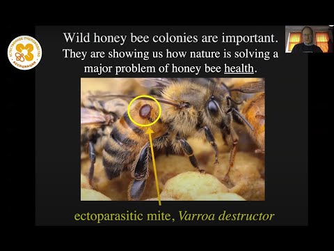 Видео: Жизнь пчёл. Клещ Варроа и естественный отбор.