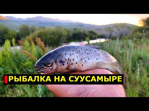 Видео: Рыбалка на Суусамыре 2021. Горная рыбалка. Fishing in Kyrgyzstan. Nature in Kyrgyzstan