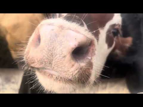 Видео: Простая добавка-большой результат!