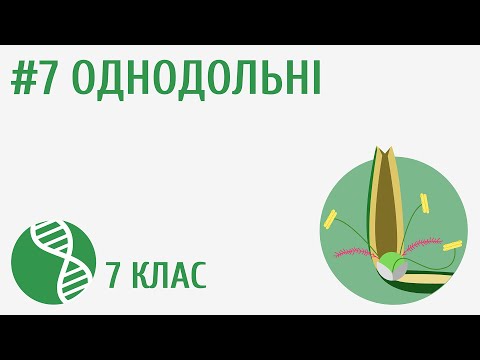Видео: Однодольні #7