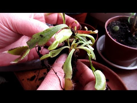 Видео: ВЕНЕРИНА  МУХОЛОВКА.  Пересадка в новый грунт с делением куста.
