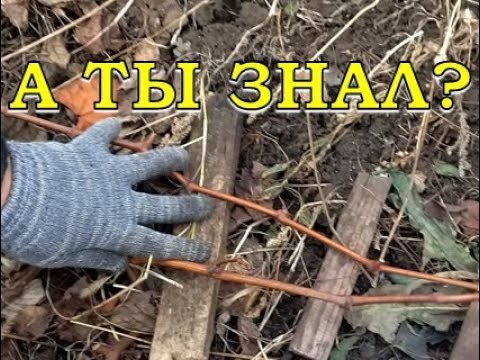 Видео: КАК укрыть ВИНОГРАД НА ЗИМУ?