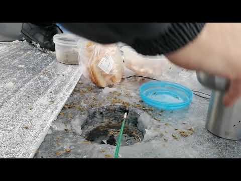 Видео: Рыбалка на озере Инголь