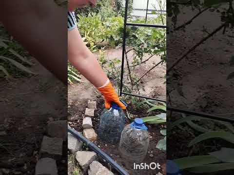 Видео: 🥀Живцюю троянди після першого квітування #троянди#rose #сад#квіти