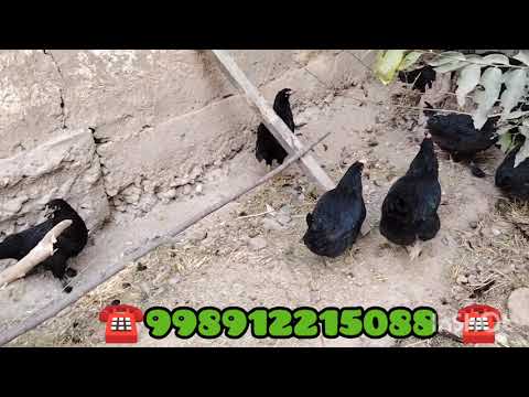 Видео: 25 октября 2025 г.