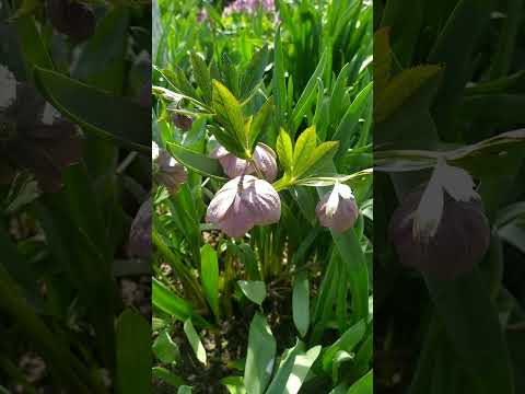 Видео: Морозник в моем саду