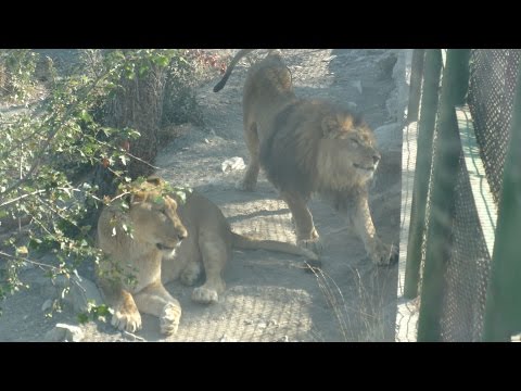 Видео: АСМР.  Сафари-парк Геленджика.
