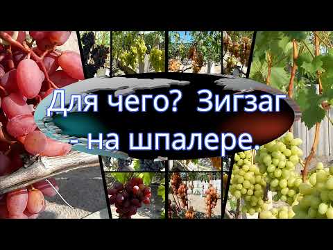 Видео: Для чего? Зигзаг - на шпалере. Подвязка побегов винограда.