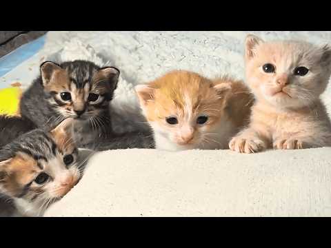 Видео: Брошенная беременная кошка попросила у меня помощи, и после долгих размышлений я решил спасти её.