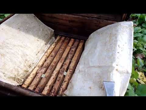 Видео: лежаки