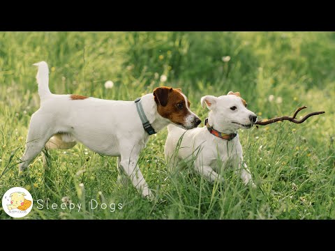 Видео: 🔴 (LIVE 24/7) Исцеляющая музыка в лесу 🐶 💖 Музыка для снятия стресса и сна для собак, музыка д...