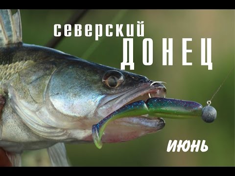 Видео: Ловля судака и голавля в  Ростовской области. Северский Донец. Июнь