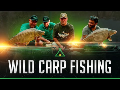 Видео: IDILEVO LAKE - The home of WILD CARP! / Идилево Лейк - домът на ДИВИТЕ ШАРАНИ!